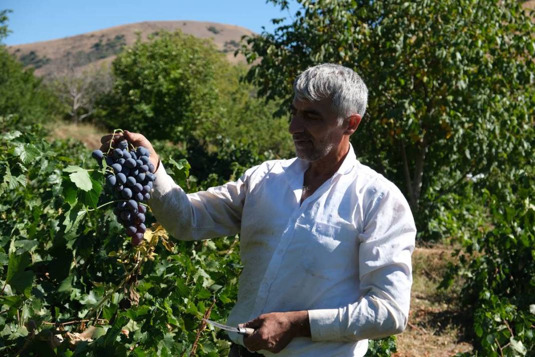 Saç ve cilt sağlığını koruyor, gözlere iyi geliyor! Türkiye'nin tescilli meyvesi kapış kapış satılıyor, kilosu 55 TL 18